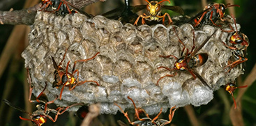 Austin's Wasp Pest Control