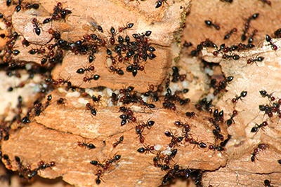 acrobat and carpenter ant austin