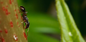 Ant Pest Control Austin