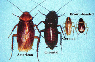 Pest Control Austin