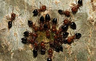 Ant Pest Control Austin