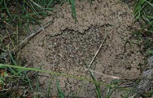 Fire Ant Pest Control Austin