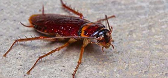 Cockroach Pest Control Austin
