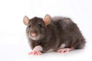 Rat Pest Control | Rat Exterminating