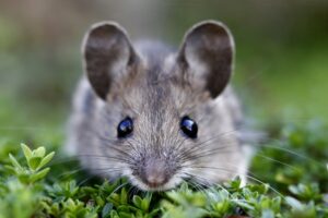 Mice Control | Mice Extermination