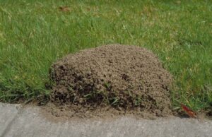 facebook fire ants
