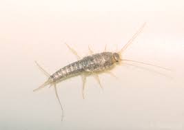 Silverfish