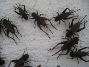 Field Crickets Aztec Organic Pest Service low toxicity