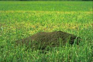 Mounds are more likely to be seen after rainfall