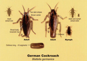 German Roach pest control Aztec Organic Pest Service low toxicity