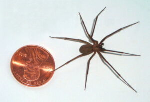 Brown Recluse spider Austin