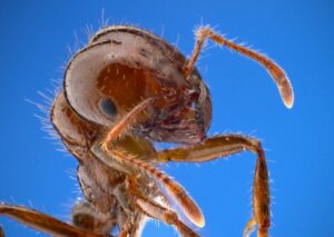Red Imported Fire Ant Austin