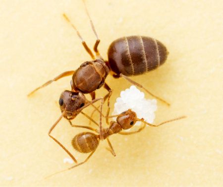Tawny crazy ants Austin