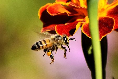 Honey Bees Austin