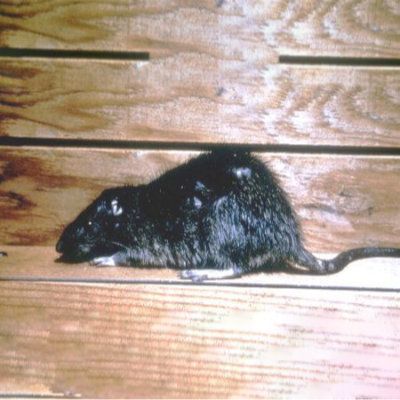 Rat Austin