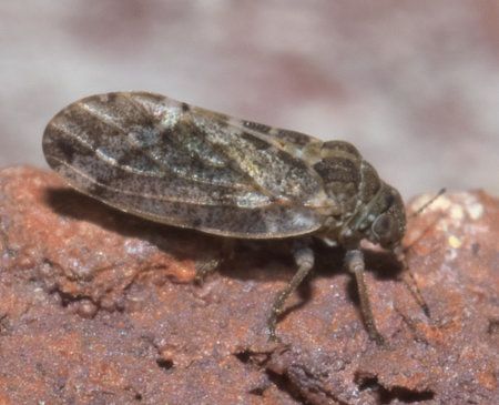 Hackberry Psyllids - Austin