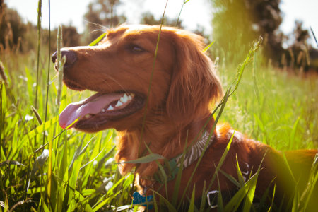 Dog tall grass pest control