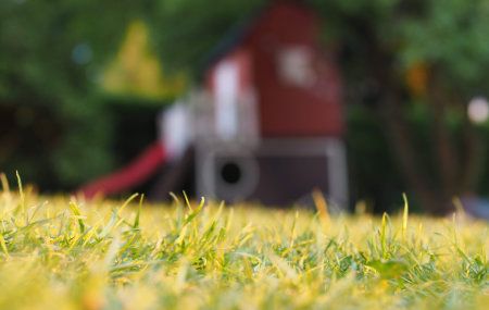 Backyard lawn fire ant treatment