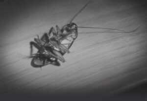 Dead American Roach Austin