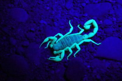 scorpion under a black light