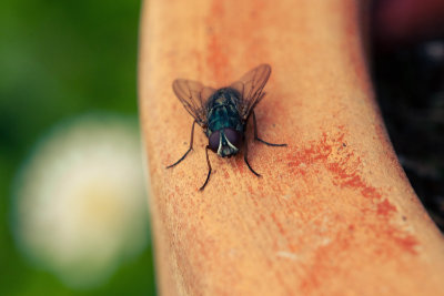 Housefly closeup